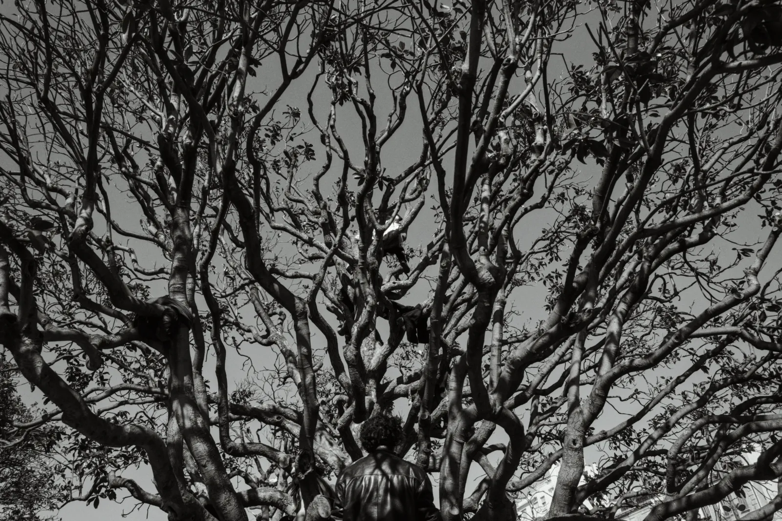 Un arbre aux branches étendues, silhouette sombre sur un ciel clair, avec une personne de dos observant la scène.